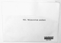Melanconium pandani image